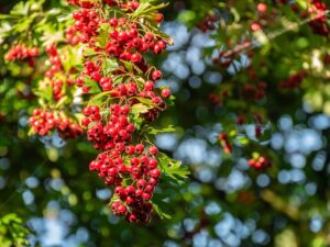 Fresh hawthorn berries hanging on a branch, used in natural heart and cardiovascular herbal remedies